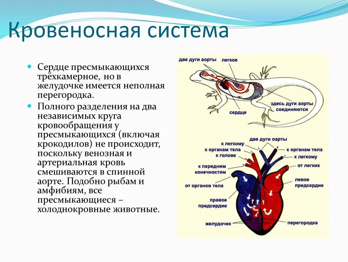 Кровеносная система птиц и пресмыкающихся. Пресмыкающиеся кровеносная система 7 класс. Трехкамерное сердце с перегородкой в желудочке. Строение сердца рептилий. Кровеносная система пресмыкающихся схема.