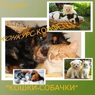 Конспект кошки и собаки