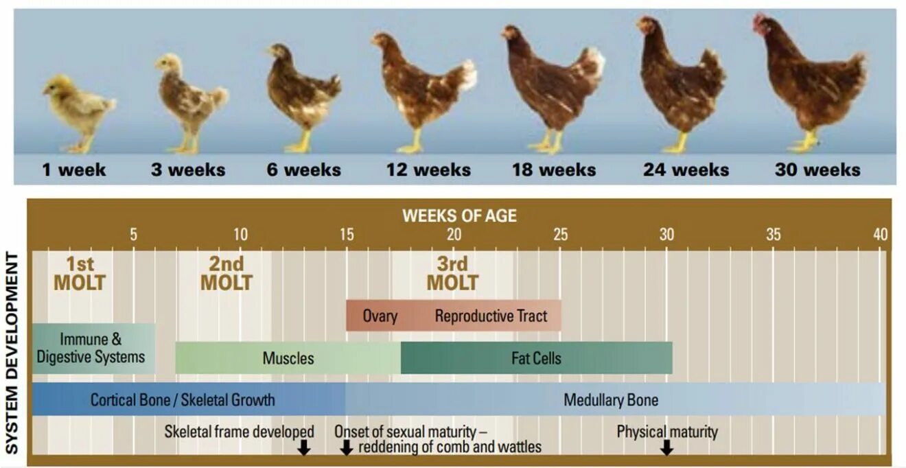 Рост курицы. Стадии роста курицы. Рост курицы по месяцам. Рост кур по месяцам.