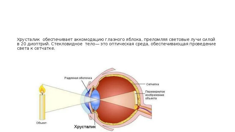Что воспринимает световое изображение прошедшее через зрачок. Преломляющие среды глазного яблока анатомия. Аккомодация глазного яблока. Хрусталик глазного яблока. Механизм аккомодации хрусталика.