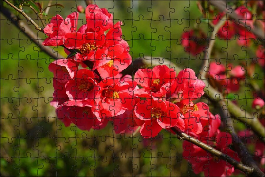 Download wallpaper Bush, red, quince, April, spring 2018, meduzanol ©, section f
