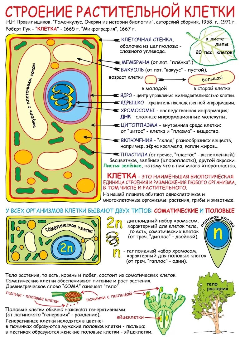 Структура биологической клетки. Клетка растения ЕГЭ биология. Растительная клетка ЕГЭ биология. Строение растительной клетки ЕГЭ биология. Растительная клетка для ЕГЭ по биологии.