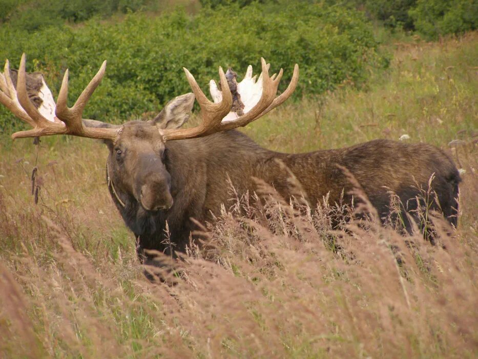 Лось (лат. Alces alces). Лось в Марий Эл. Лось в Ростовской области. Лось фото.