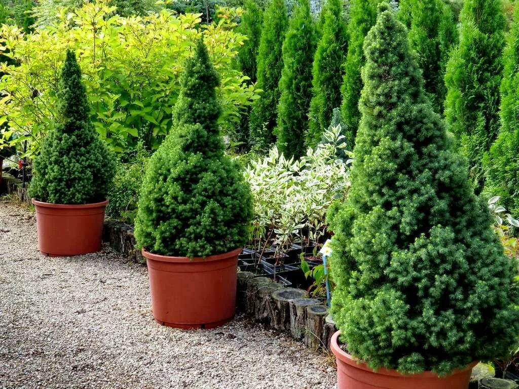 Ель коника как выращивать. Ель коника как выращивать. Ель канадская коника. Ель пицея глаука коника. Ель канадская карликовая коническая.