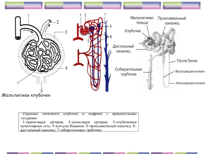 Капиллярный клубочек почечная лоханка почечный каналец. Строение капиллярного клубочка нефрона. Строение клубочка нефрона почки. Строение почки клубочки канальцы. Строение почечного клубочка и нефрона с кровеносными сосудами.