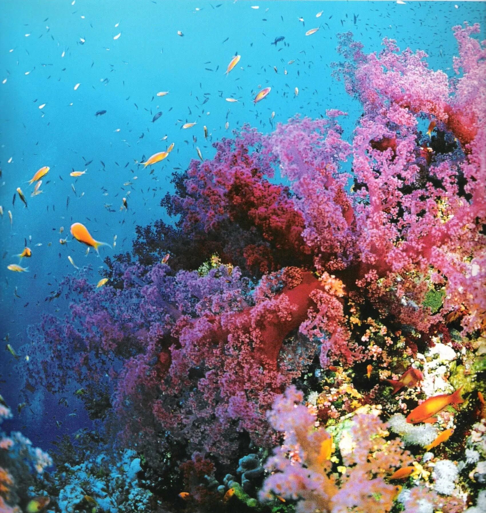 Большой Барьерный риф Австралия. Коралловый Барьерный риф в Австралии. Кораллы на рифе в Австралии. Кораллы большого барьерного рифа Австралия. Красивые коралловые рифы