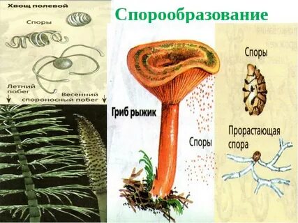 Образование спор у растений