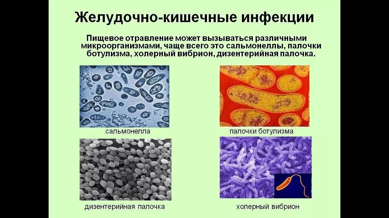 Инфекции кишечной группы заболевание. Возбудители желудочно-кишечных инфекций. Острые желудочно-кишечные заболевания. Возбудители кишечных заболеваний. Пищевые отравления и кишечные инфекции.