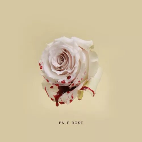 Pale Rose. Roses Cover Art. LTB pale Rose.