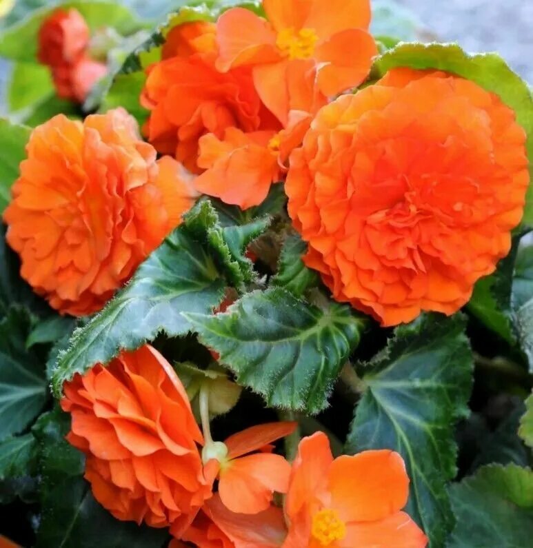 бегония begonia elatior solenia chocolate orange*. бегония оранж. бегония оранж. бегония оранж. бегония клубневая иллюминейшн оранжевая.