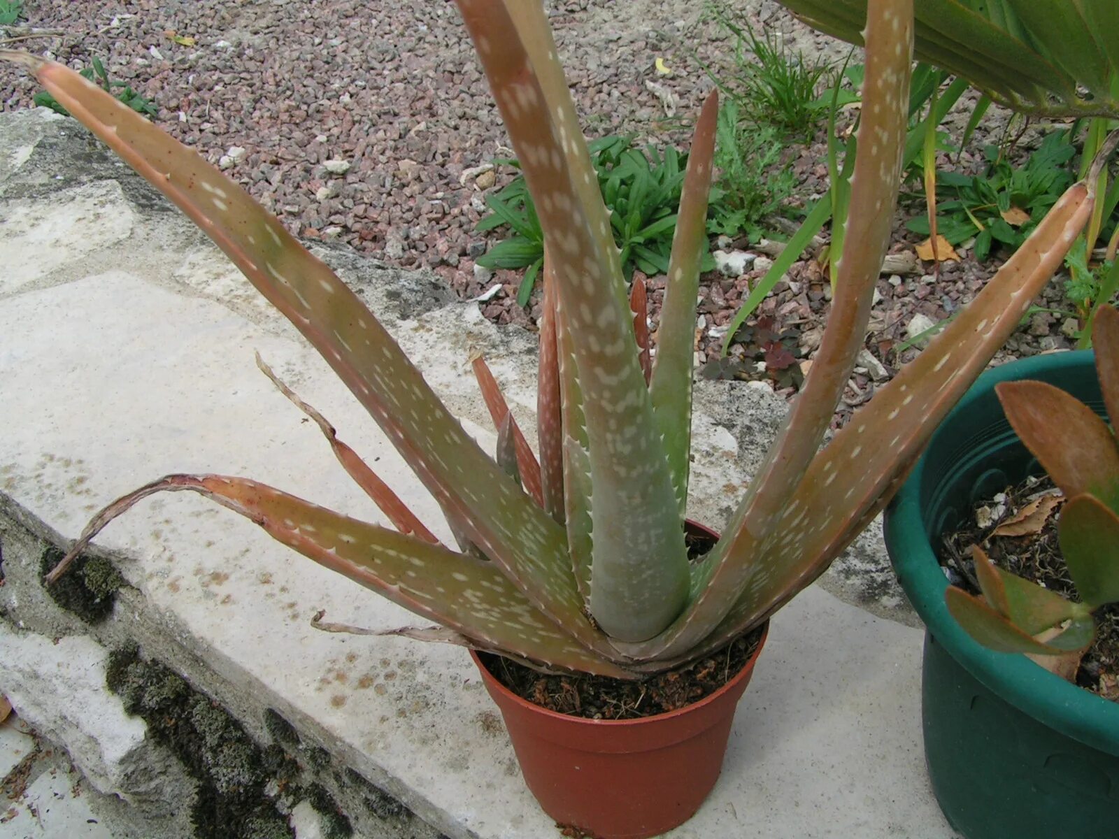 Алоэ краснеет. Aloe variegata алоэ. Алоэ коричневеет. Алоэ Вариегата усы. У алоэ коричневеют листья.