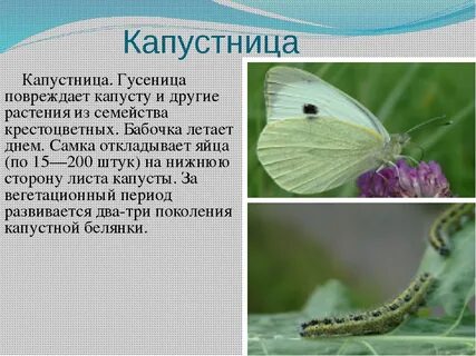 Капустница какое превращение