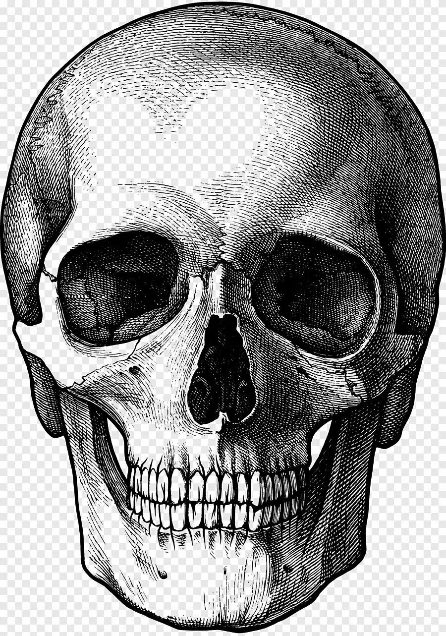 Череп скелет рисунок. Зарисовки черепа. череп рисунок. нарисовать череп.