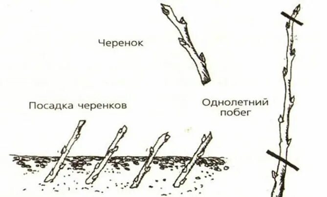 Размножение акации черенками. Размножение боярышника отводками. снежноягодник размножение черенками. размножение ежевики отводками. боярышник размножение черенками осенью.