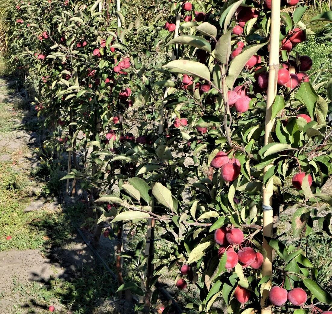 Яблоня колоновидная московское оже. Яблоня колоновидная московское ожерелье. Яблоня колоновидная московское ожерелье. Макинтош (сорт яблони). Яблоня колоновидная созвездие.