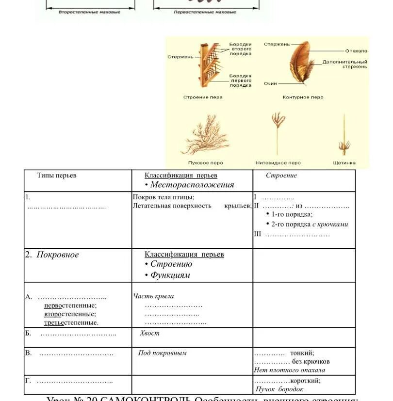 Перьевой покров птицы таблица. Таблица перьевой Покров птицы биология 8. Заполните таблицу перьевой Покров птицы. Таблица перьевой Покров птицы биология 7.
