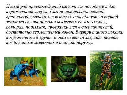 У земноводных выделяют