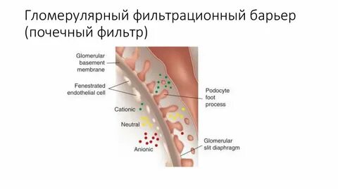 Почечный барьер