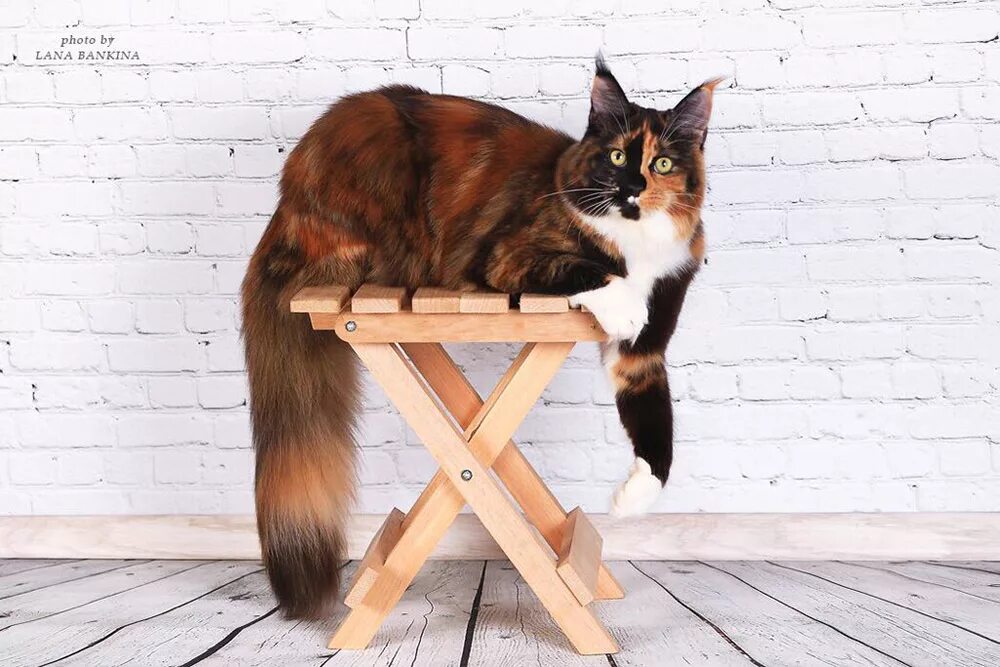 Коты тула парадиз