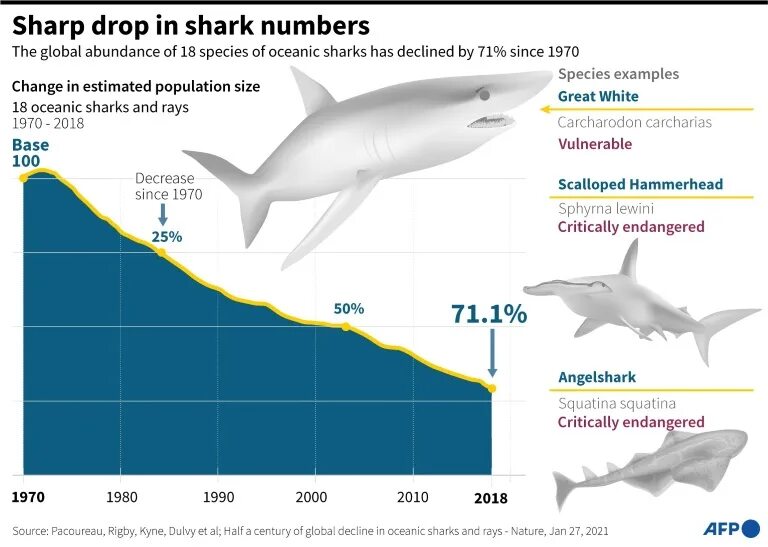 Global shark