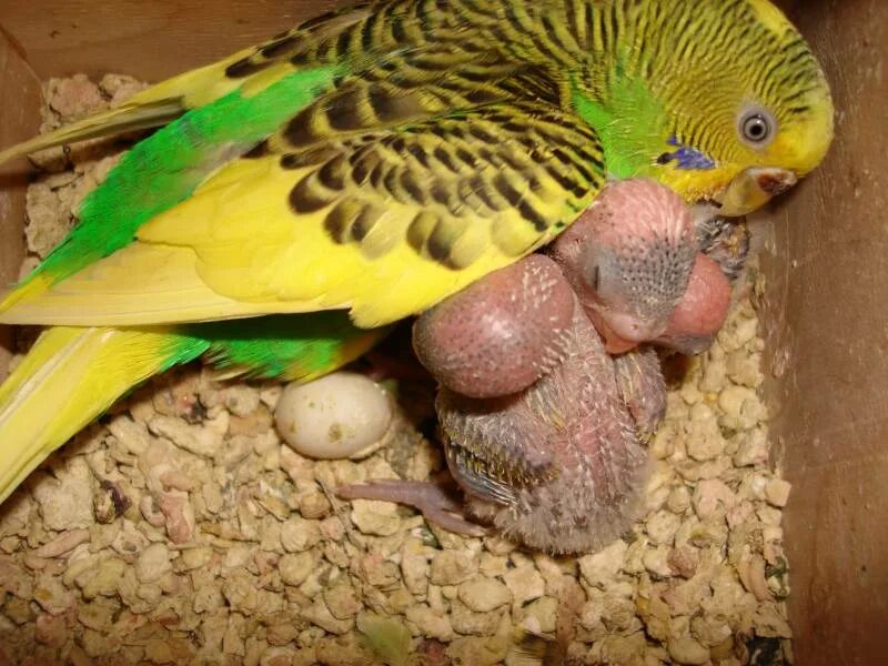 комикс с попугаем. выражения про попугайчиков. переводчик с попугайского на русский. приложение попугаи. комиксы по россии.