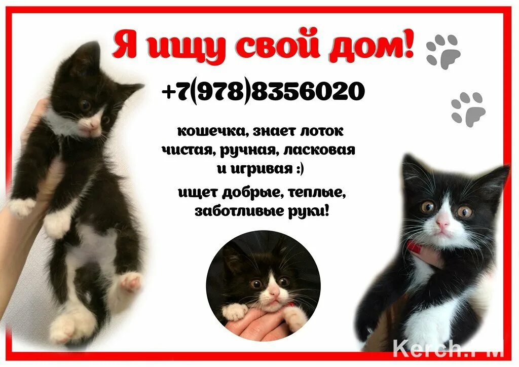 Котята ищут дом объявление. Объявления про котят. Объявление котята в добрые руки. Найден котенок объявление. Котята новые объявления