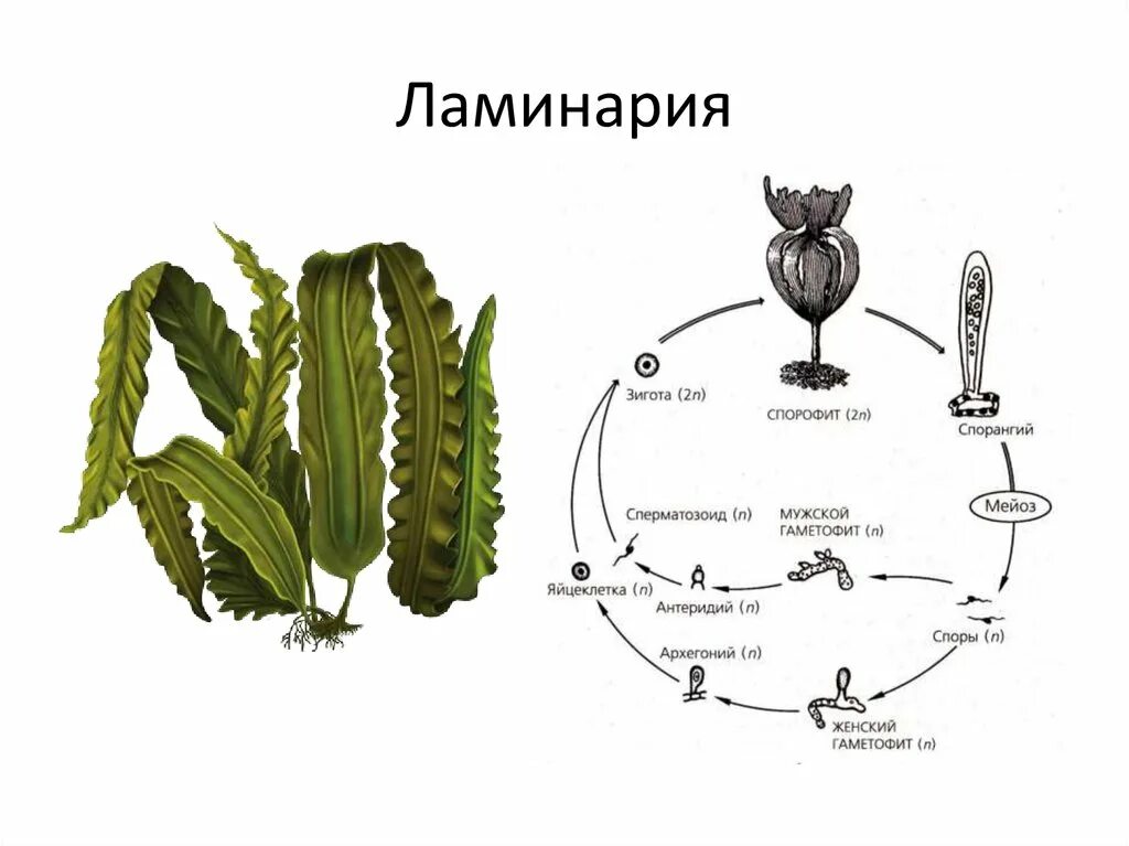 Спорофит ламинарии. Мужской гаметофит у ламинарии. Жизненный цикл ламинарии схема. Размножение ламинарии схема.