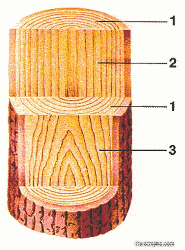 Тангенциальный радиальный и поперечный срез. Торцевой поперечный срез ствола. Тангенциальный и радиальный разрез древесины. Тангенциальный срез древесины.