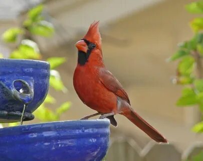 American birds