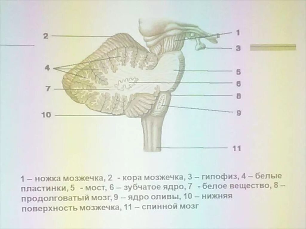 Миндалина мозжечка латынь. Мозжечок с ядрами на разрезе. мозжечок анатомия латынь. строение мозжечка анатомия. мозжечок боковой срез ножки мозжечка.