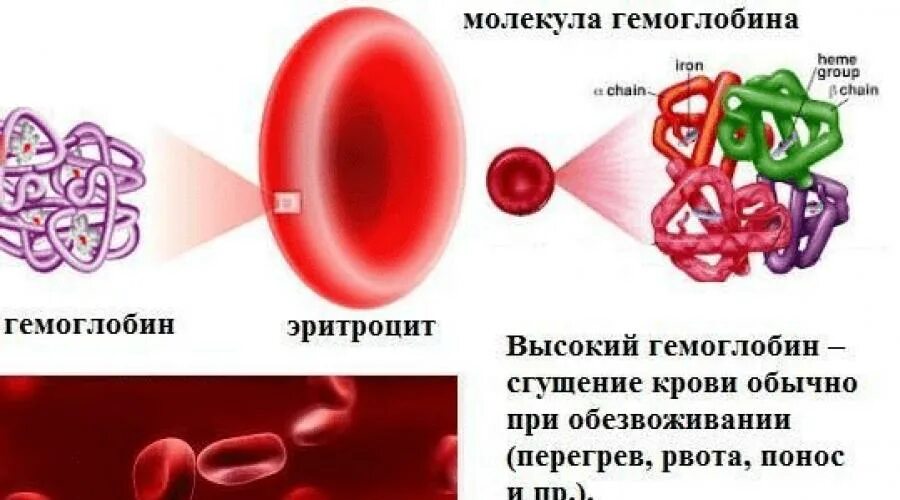 Снижение гемоглобина у мужчин. Гемоглобин в крови. Свободный гемоглобин. Эритроциты и гемоглобин связь. Гемоглобин в плазме крови.