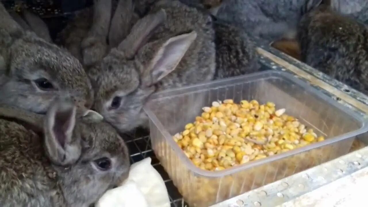 Сколько кормить кролика. Кормление кроликов. Кормовой кролик. Еда для кроликов. Откормленный кролик.