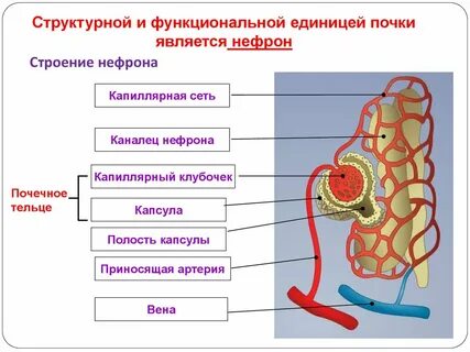 Функциональной единицей почки является