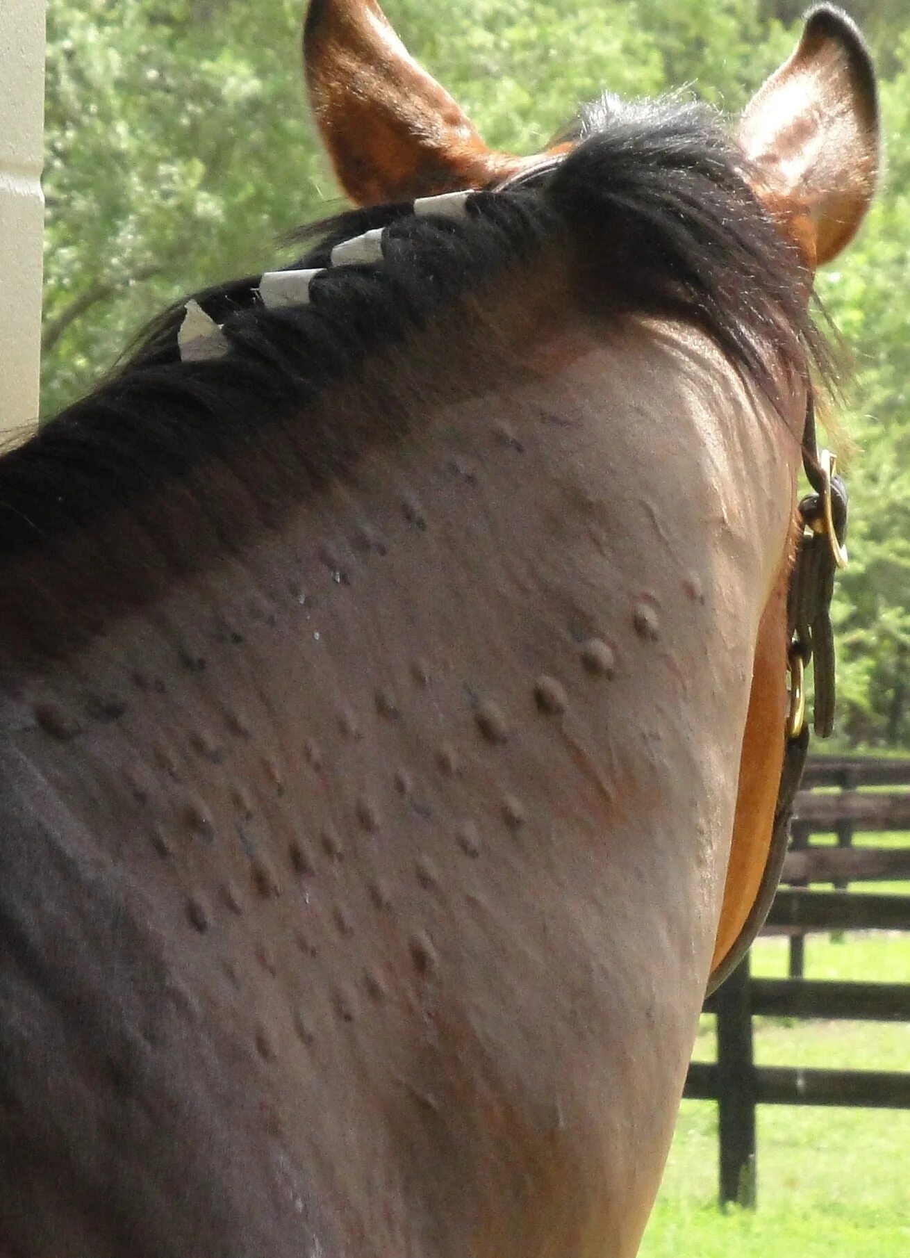 Equine Influenza Wiki ᐯ eterinary ᗰ edicine Amino