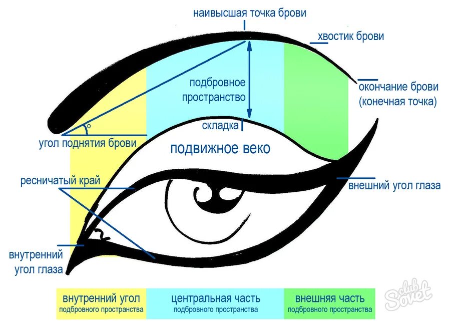 Строение глаза для макияжа. Анатомия глаза в макияже. Строение глаза для визажиста. Внешний и внутренний угол глаза.