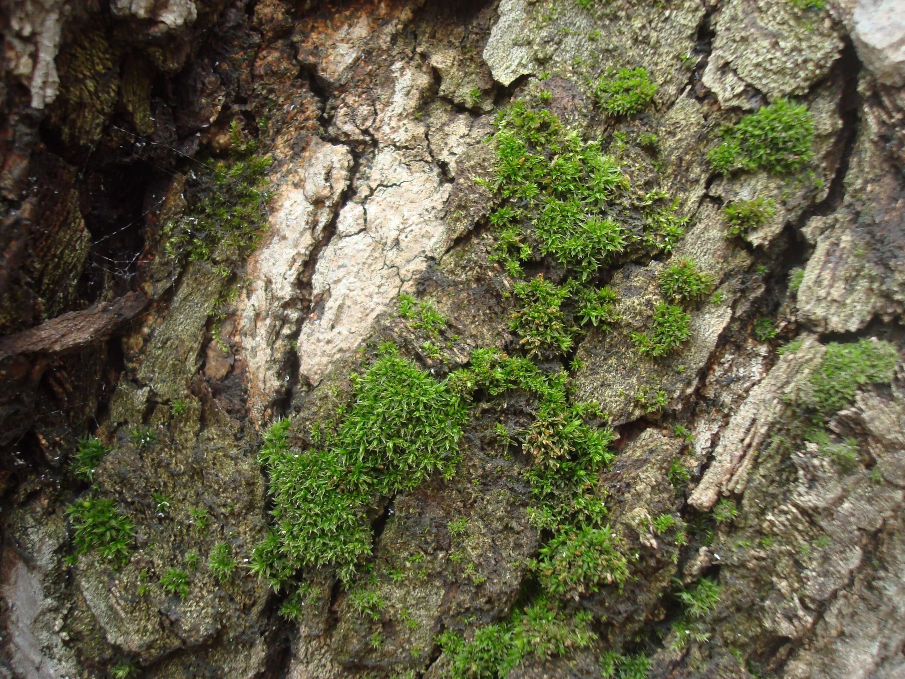 Древесный лишайник. Лишайник эпифит на коре. Лишайники на скалах. Лишайник на коре дерева