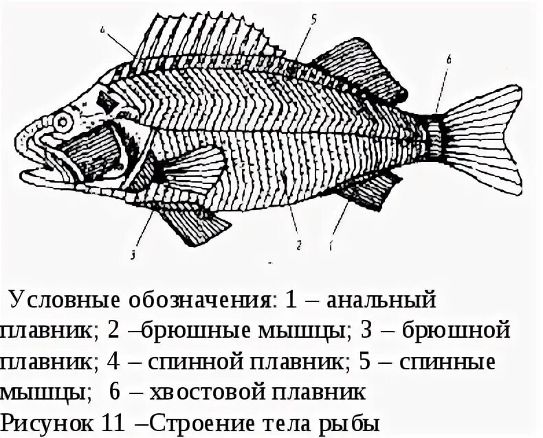 Строение плавника рыбы. Строение плавников костных рыб. Анатомия рыбы леща. Строение плавников рыб.