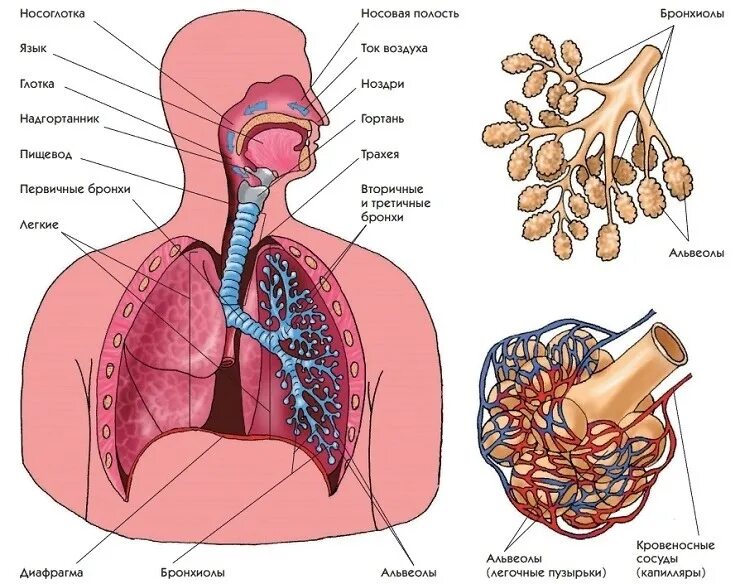 Носоглотка бронхи гортань носовая полость легкие трахея. Система органов дыхания схема. Строение системы органов дыхания человека. Органы дыхательной системы схема. Состав дыхательной системы человека схема.