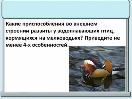 Приспособление строение примеры
