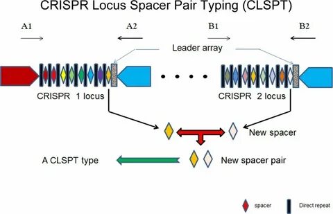 Type sequence