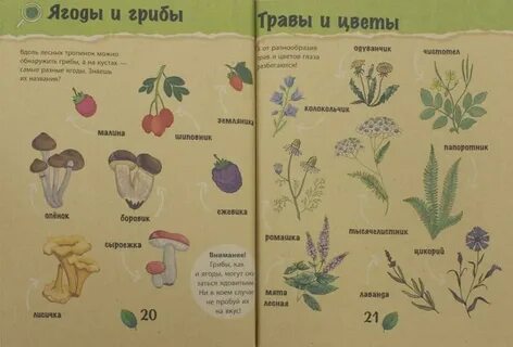 Лес читать