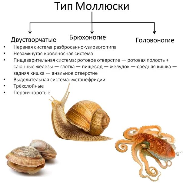 Характеристика брюхоногих. Представители брюхоногих двустворчатых и головоногих. Жизненный цикл брюхоногих моллюсков. К типу моллюски относятся. Система органов брюхоногих моллюсков.