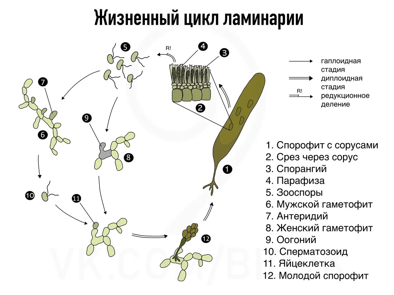 Клетка бурой водоросли. Жизненный цикл ламинарии схема. Жизненный цикл бурых водорослей схема. Цикл размножения ламинарии схема. Цикл развития ламинарии схема.