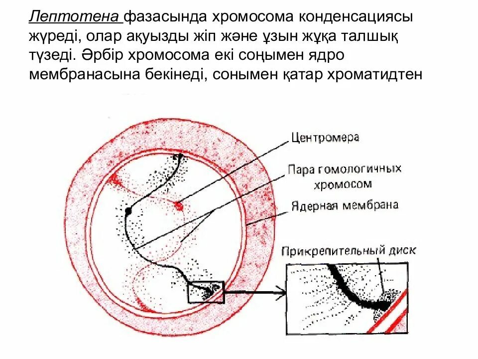 Лептотена. Мейоз лептотена зиготена пахитена диплотена диакинез таблица. Лептотена зиготена пахитена диплотена диакинез. Лептотена мейоза. Стадия лептотена.