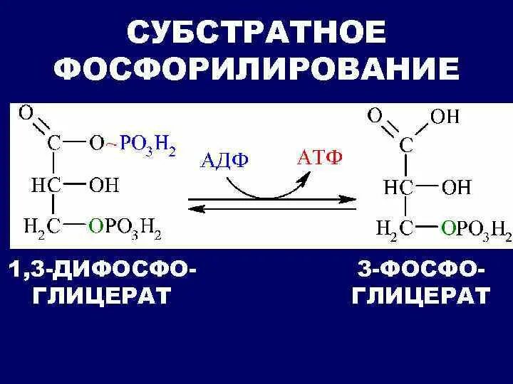 3 Фосфоглицерат в 1.3 дифосфоглицерат. 1 3 Дифосфоглицерат формула. 1.Субстратное фосфорилирование.. Реакции субстратного фосфорилирования.