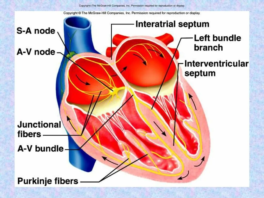 Cardiovascular System structure. Conduction System of the Heart. Atrioventricular node. The conducting System of the Heart. Cardiovascular system