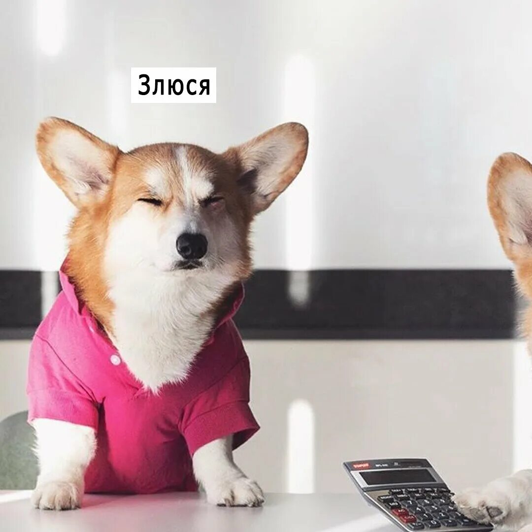 Собака денек