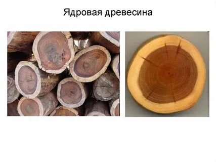 Ядровый
