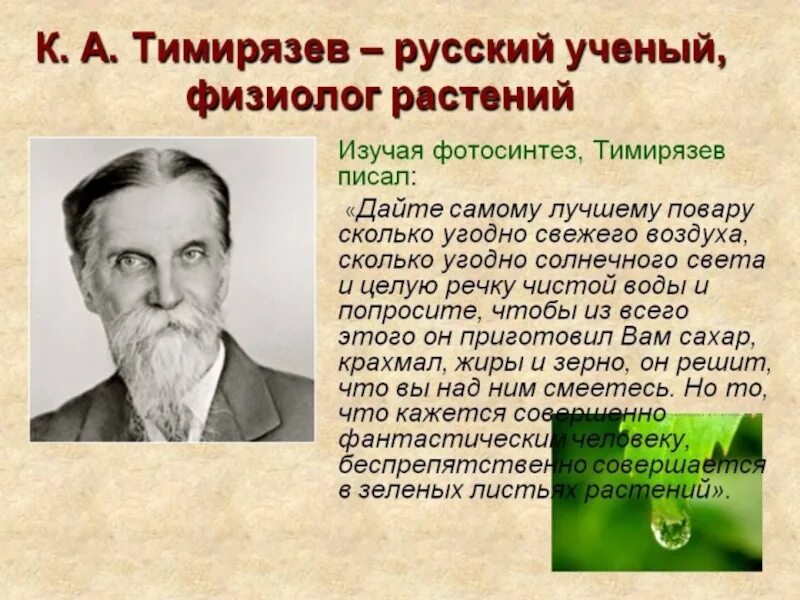 Впервые значение хлорофилла установил русский ученый. К А Тимирязев фотосинтез 1869. Фотосинтез открытие Тимирязева.