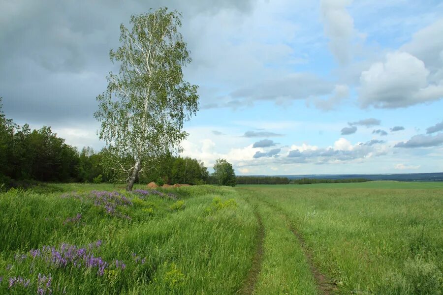 Русская природа к г. Родные просторы Березки. Родные просторы Татарстан. Просторы родного края Алтайский край. Родные просторы Марий Эл.